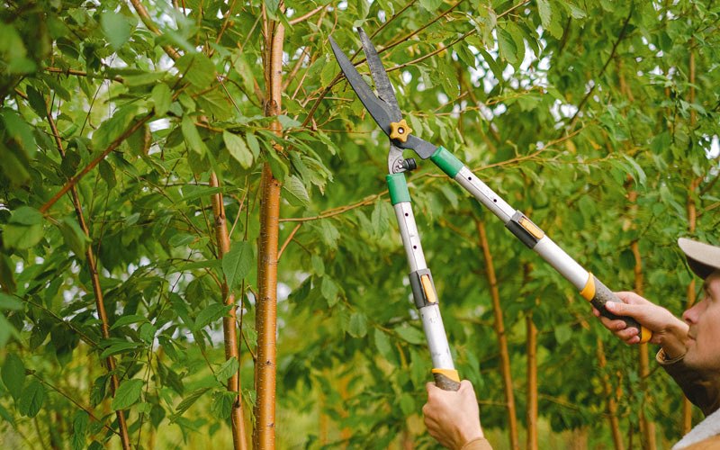 Tree trimming in Yamhill, OR